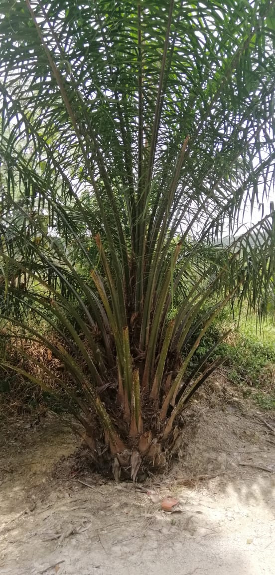 Palm Oil Trees Farm Management 7